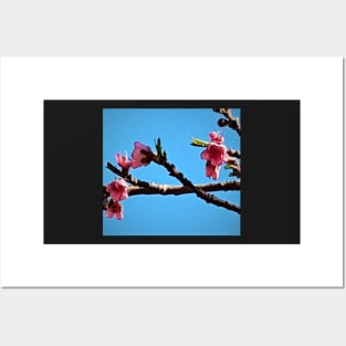 Peach Blossoms Posters and Art